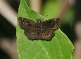 Hayhurst's Scallopwing